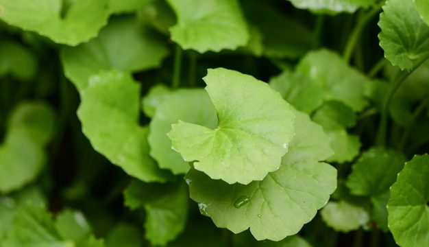 Pure gotu kola leaf for health