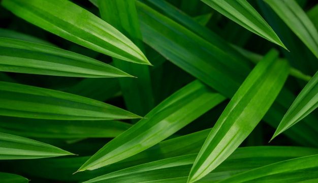 Pandanus leaves fun facts